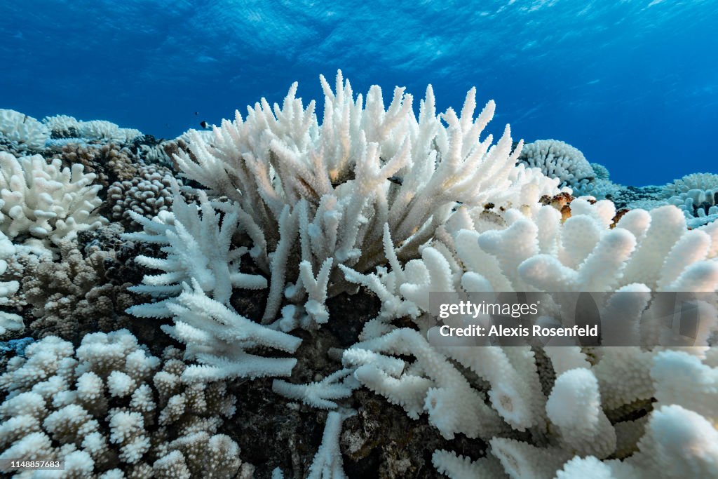 Coral Reefs And White Death
