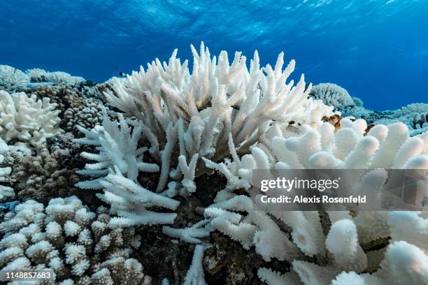 View of major bleaching on the coral reefs of the Society Islands on May 9, 2019 in Moorea, French Polynesia. Major bleaching is currently occurring...