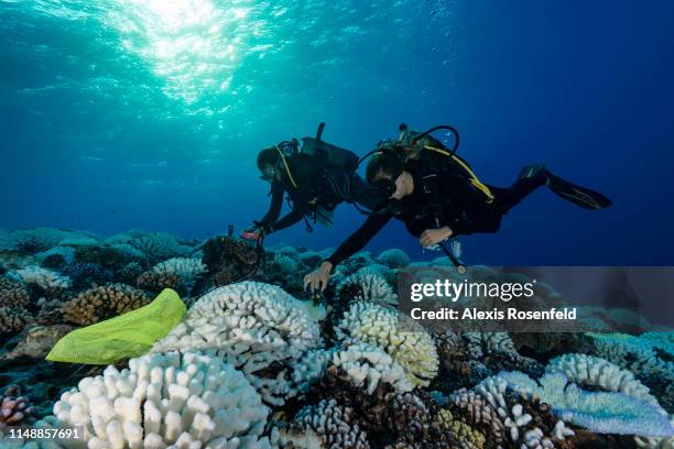 Divers search the coral reefs of the Society Islands in French Polynesia. On May 9, 2019 in Moorea, French Polynesia. Major bleaching is currently...