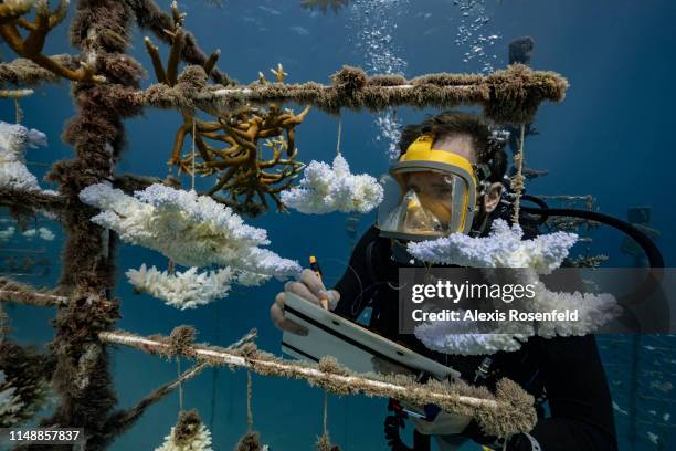 Diver looks at one of the coral nurseries on the coral reefs of the Society Islands in French Polynesia. On May 9, 2019 in Moorea, French Polynesia....