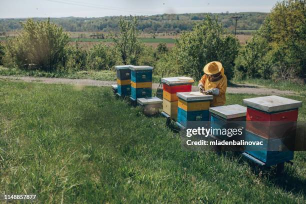 beekeeping job - bee hive stock pictures, royalty-free photos & images