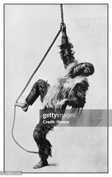 antique photo: monkey mimicry by charles lauri - rehearsal stock illustrations