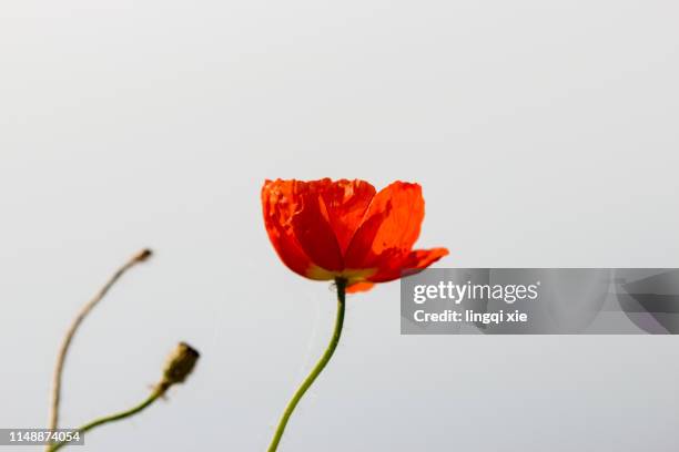 papaver rhoeas flower - corn poppy stock pictures, royalty-free photos & images