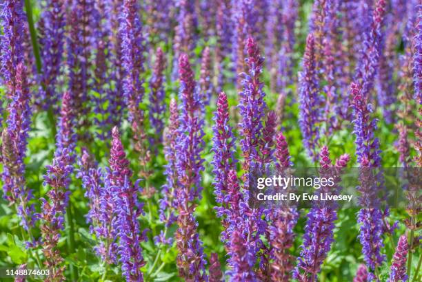 salvia x sylvestris 'may night' flowers - purple rain stock pictures, royalty-free photos & images