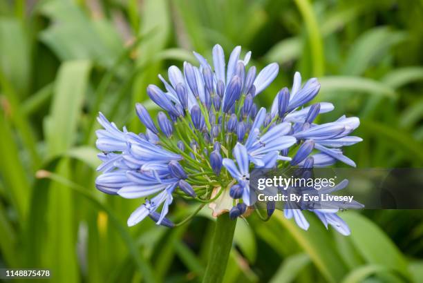 blue triumphator agapanthus flower - african lily imagens e fotografias de stock