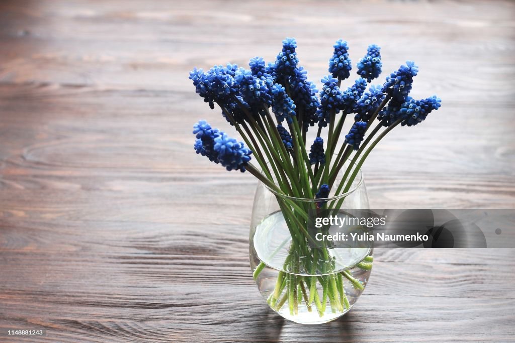Blue muscari - hyacinth in vase with water