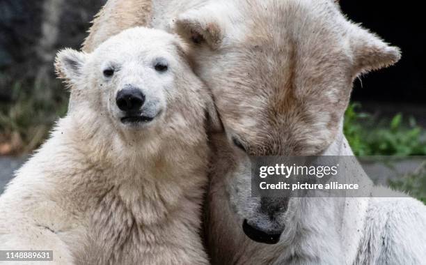 Polar bear mother Tonja and daughter Hertha cuddle in their enclosure in the zoo. Photo: Paul Zinken/dpa