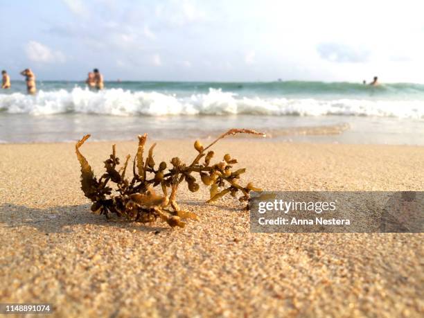 sea beach green algae travel - beach stone stock-fotos und bilder
