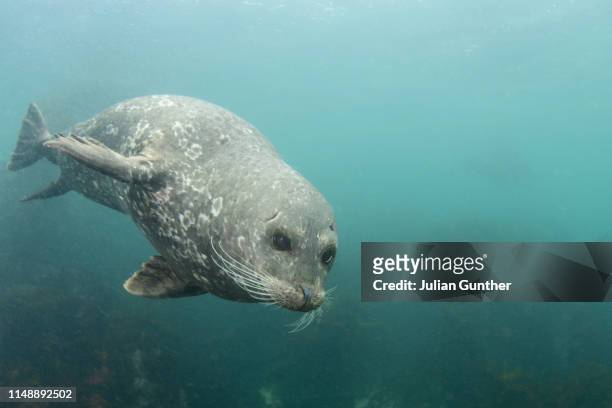 a harbor seal curiously inspects a diver in monterey, california. - foca fotografías e imágenes de stock