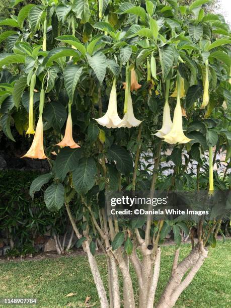 Ditor Tree Datun Datura Tree Photos and Premium High Res Pictures - Getty Images