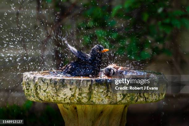 blackbird and sparrow bathing together - blackbird stock pictures, royalty-free photos & images