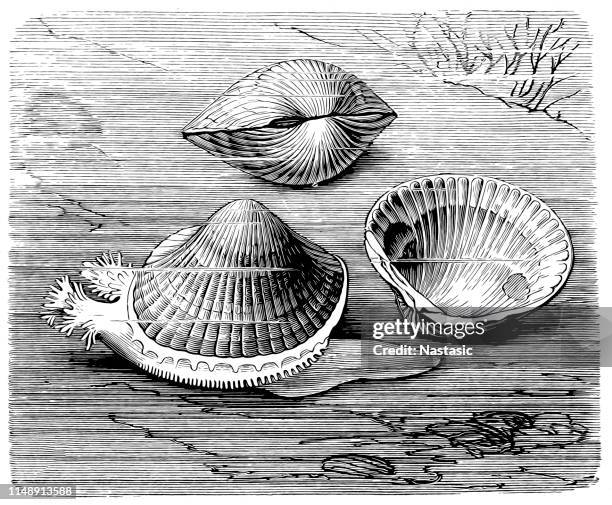 edible cockle (cardium edule) - oyster pearl stock illustrations