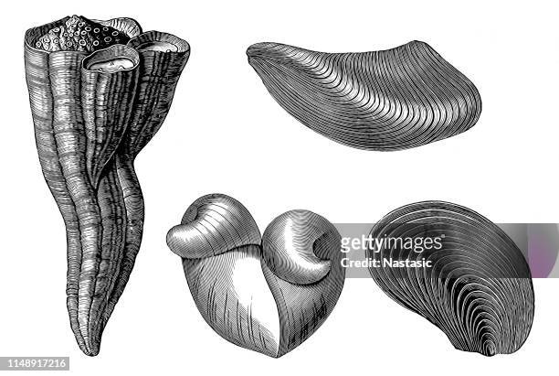 cretaceous fossil - clam seafood stock illustrations