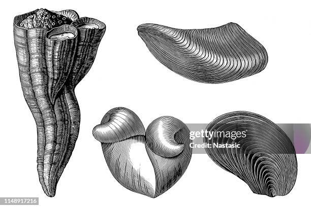 白堊世化石 - escargot 幅插畫檔、美工圖案、卡通及圖標