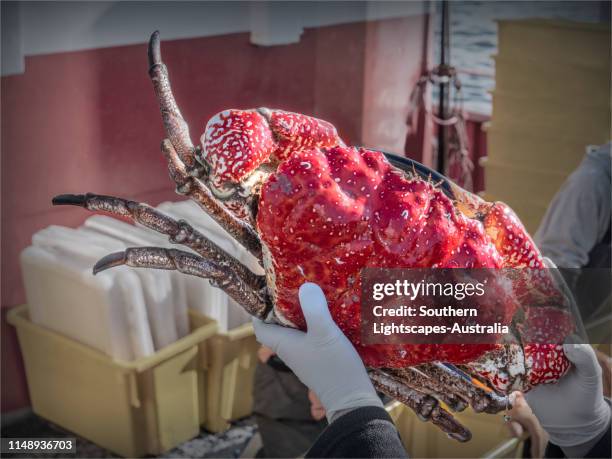 tasmanian king crab being unloaded at currie harbour, king island, tasmania - pseudocarcinus gigas stock pictures, royalty-free photos & images