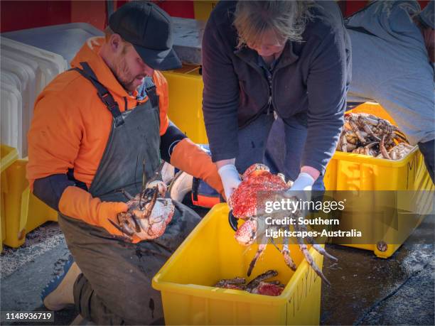 fresh catch of tasmanian king crab being unloaded at currie harbour, king island, tasmania - pseudocarcinus gigas stock pictures, royalty-free photos & images