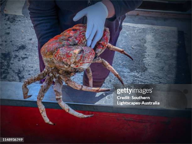 Giant Tasmanian King Crab