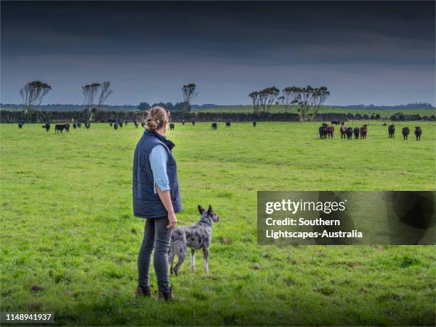 lady farmer with her trained australian cattle dog, grassy, king island, tasmania. - australian cattle dog 個照片及圖片檔