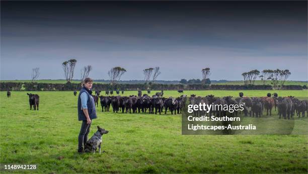 lady farmer with her trained australian cattle dog, grassy, king island, tasmania. - beef cattle stock pictures, royalty-free photos & images