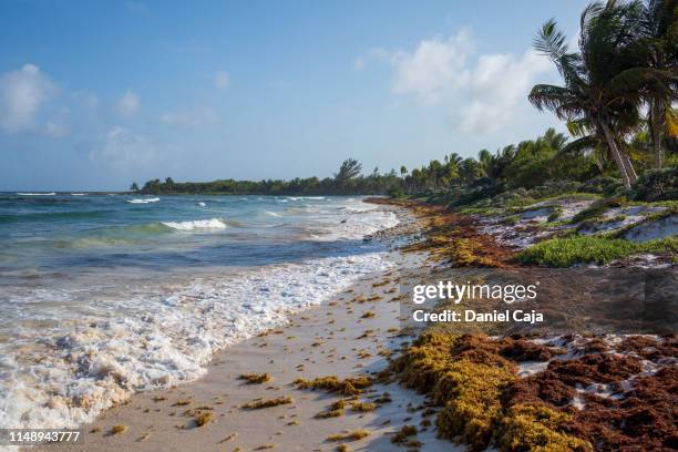 seaweed arriving at the caribbean beaches of mexico - epidemie stock-fotos und bilder