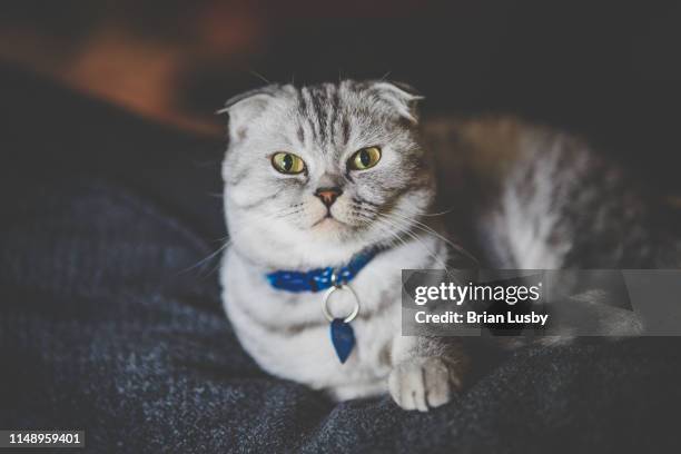 scarlet the scottish fold cat - schotse-vouwoorkat stockfoto's en -beelden