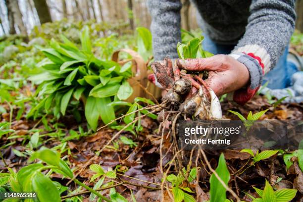 a woman foraging for wild leeks, also called ramps, or wild onions. allium tricoccum - uncultivated stock pictures, royalty-free photos & images