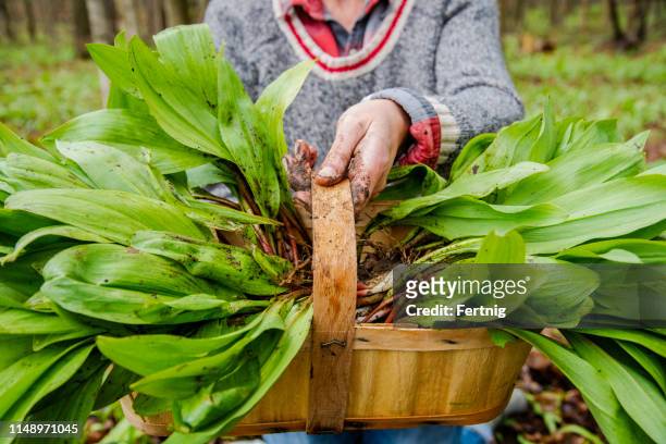 a woman foraging for wild leeks, also called ramps, or wild onions. allium tricoccum - wild leek stock pictures, royalty-free photos & images