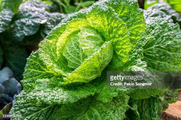cabbage in the garden at organic farm - cabbage flower stock-fotos und bilder