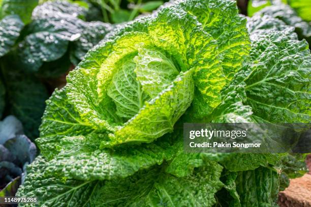 cabbage in the garden at organic farm - cabbage stock pictures, royalty-free photos & images