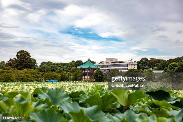 ueno park in tokio - ueno park stock-fotos und bilder