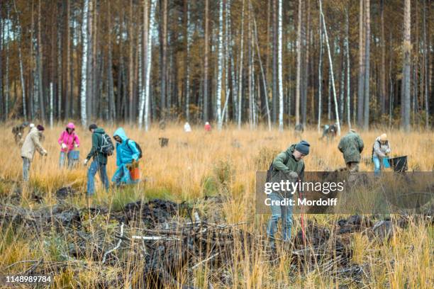 group of volunteers working in forest park. voluntary assistance tree-planting - restoring stock pictures, royalty-free photos & images