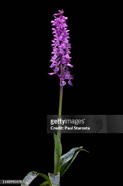 orchis mascula (early-purple orchid) - orquidea salvaje fotografías e imágenes de stock