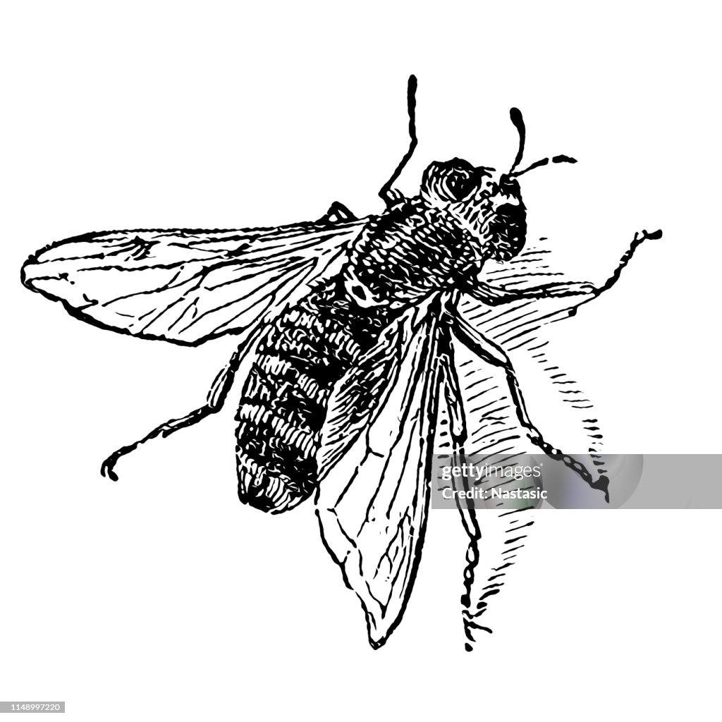 Hoverfly ,Syrphus festivus