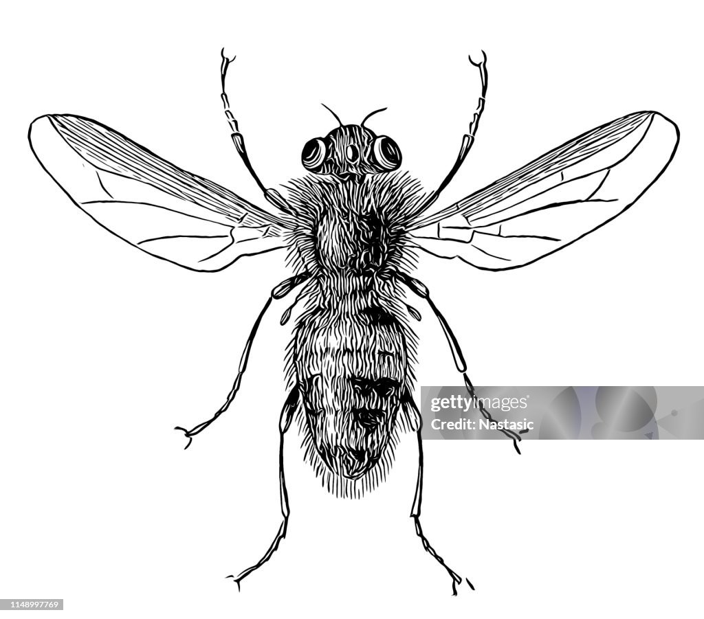 Oestrus ovis, the sheep bot fly, is a widespread species of fly of the genus Oestrus