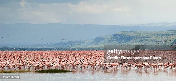 pink flamingos in nakuru lake - lake nakuru nationalpark stock-fotos und bilder