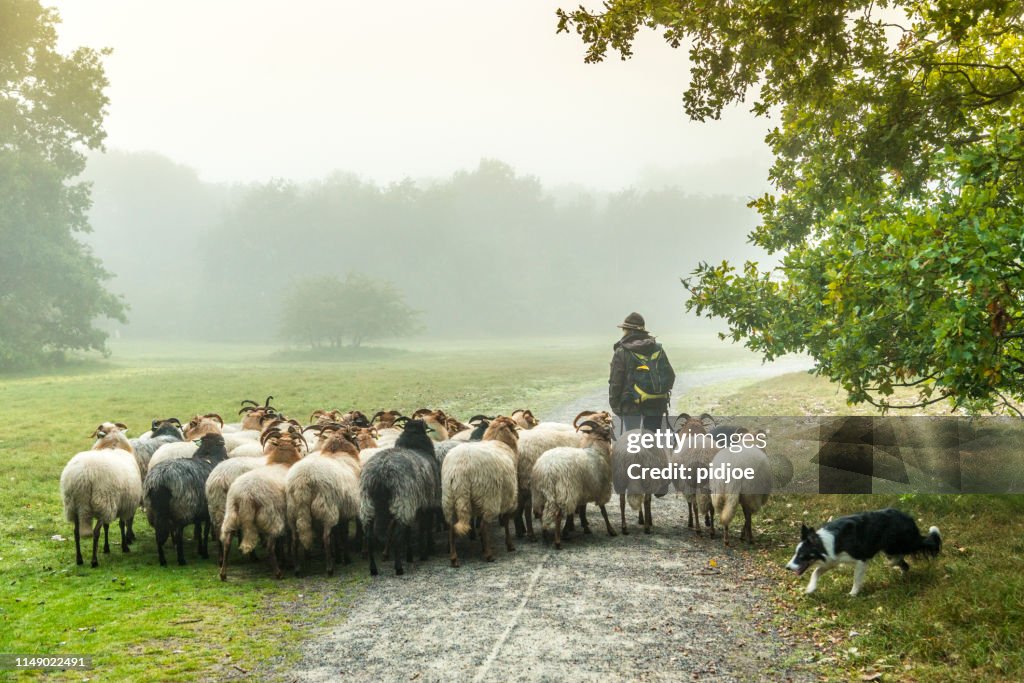 Female Shepherd and flock of sheep at a foggy sunrise in the woods