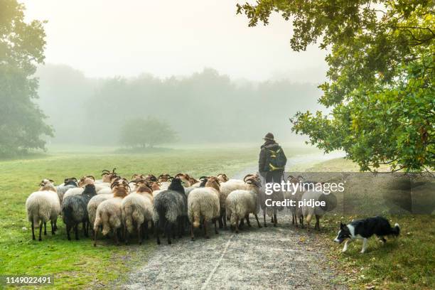 female shepherd and flock of sheep at a foggy sunrise in the woods - shepherd with sheep stock pictures, royalty-free photos & images