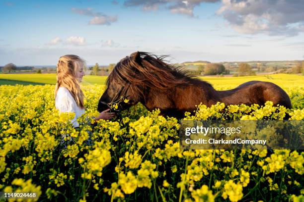 ijslandse paard in een canola-veld. - equestrian animal stockfoto's en -beelden