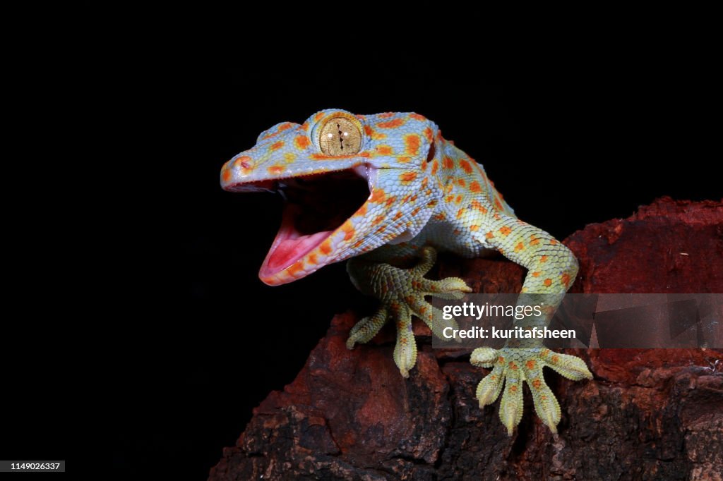 Close-up of a Tokay gecko, West Java, Indonesia