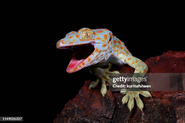 close-up of a tokay gecko, west java, indonesia - geco foto e immagini stock