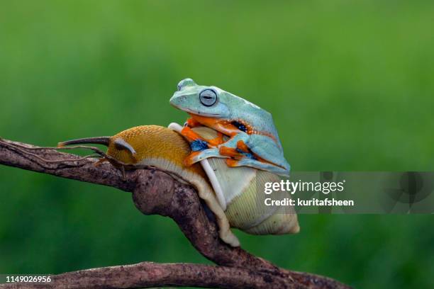Tree Frog Snail Java 1,558 Funny Frog Stock Photos, High-Res Pictures, and Images - Getty Images