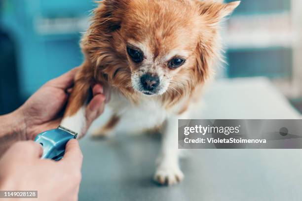 dog's leg being shaved in animal hospital - shaved dog stock pictures, royalty-free photos & images