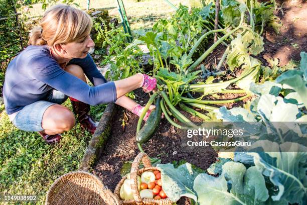 mature woman harvesting zucchini in her vegetable garden - zucchini summer squash stock pictures, royalty-free photos & images