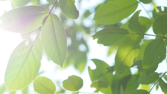 햇빛의 광선은 아침에 바람에 의해 불고 녹색 잎과 지 부 트리를 통해 방법을 빛난다. 흐림 배경에 햇빛 녹색 단풍 자연. 모션 4k b-롤 동영상