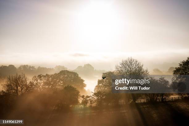 morning mist in warwickshire - woodland uk stock pictures, royalty-free photos & images