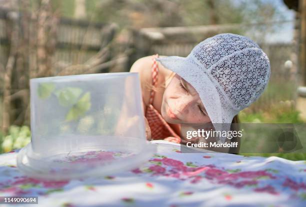 cute girl watches caught butterflies in plastic container - catching butterflies stock pictures, royalty-free photos & images