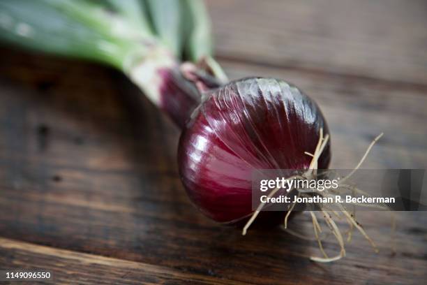 organic southport globe onion - spanish onion stock pictures, royalty-free photos & images