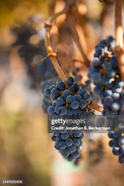 wine grapes in a napa valley winery - napa county stock pictures, royalty-free photos & images