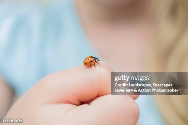 ladybird bug - ladybug stock pictures, royalty-free photos & images