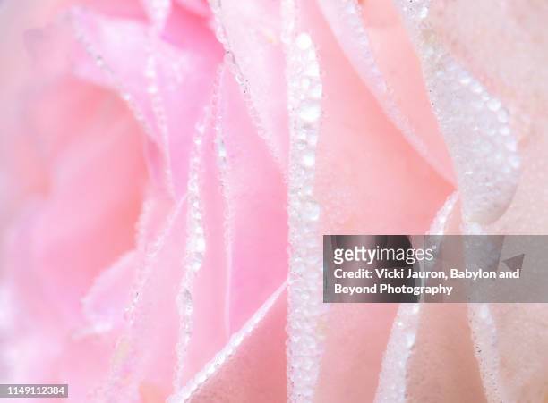 fragile and pure pink rose petals with raindrops and dew - rosenblatt stock-fotos und bilder